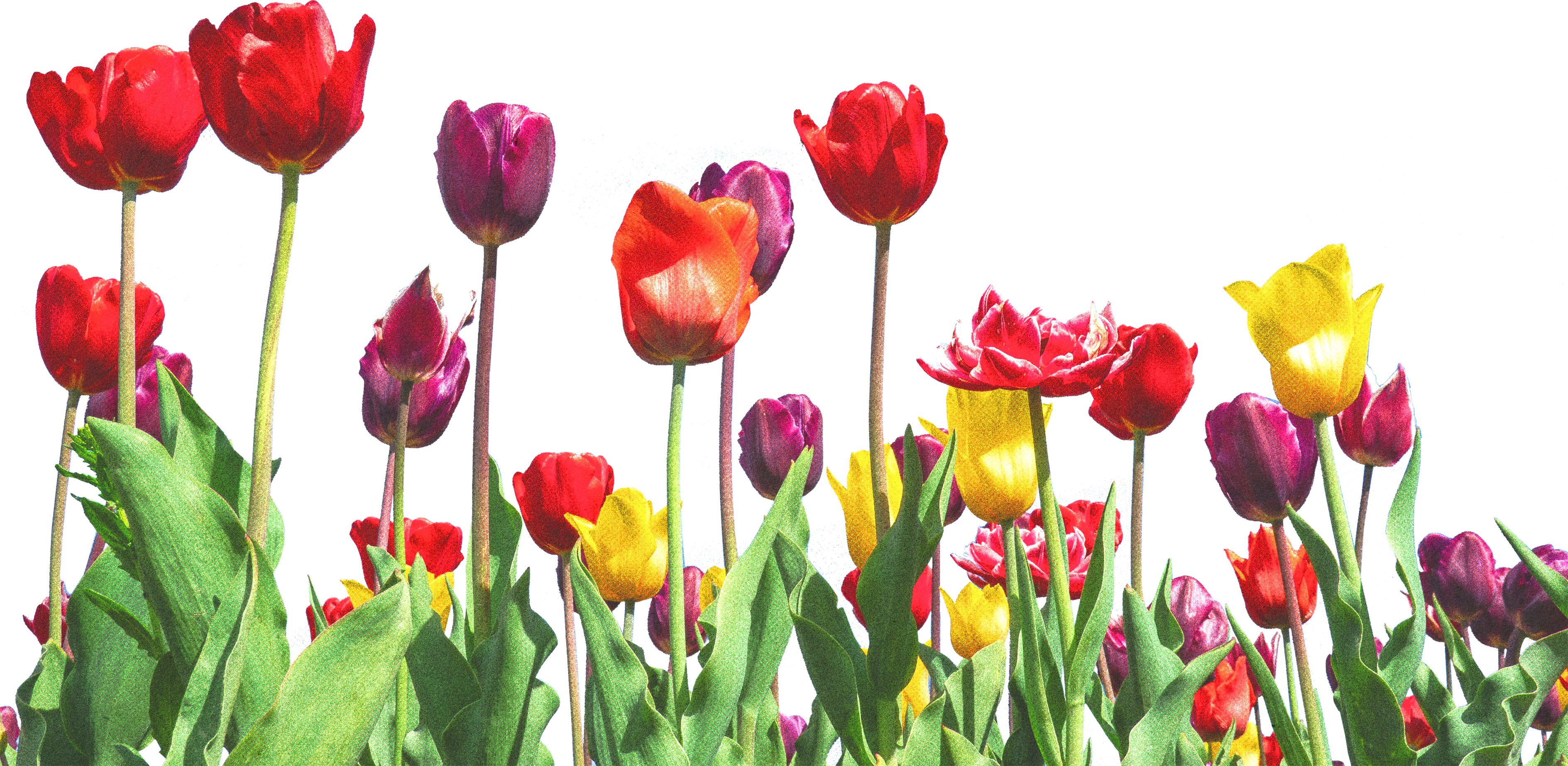 Flowers springing up